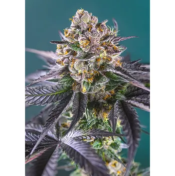 Semeno Sweet Seeds Red Strawberry Banana Auto Balení: 3+1ks
