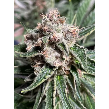 Semeno Ministry of Cannabis Mars Mellow Balení: 2ks