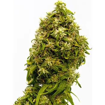 Semeno Kannabia Swiss Dream CBD Balení: 3ks