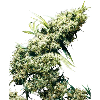 Semeno Sensi Seeds Jamaican Pearl Balení: 3ks