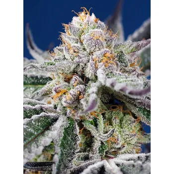Semeno Sweet Seeds Orange Apricot Glue XL Auto Balení: 3+1ks