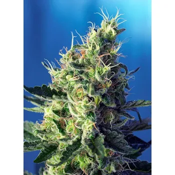 Semeno Sweet Seeds Sweet Pure CBD Balení: 25ks