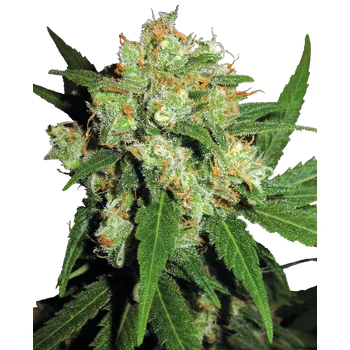Semeno Sensi Seeds Sensi Skunk Balení: 5ks