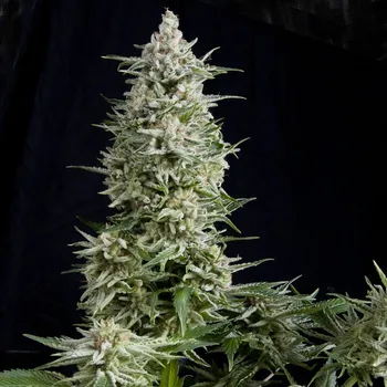 Semeno Pyramid Seeds Amnesia Gold Balení: 10+4ks