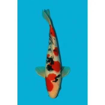 Krmivo pro rybičky HQ Taisho Sanke ... JK 23SL16213