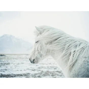 Plakát Plakát, Obraz - Icelandic Horse, Andre Schoenherr