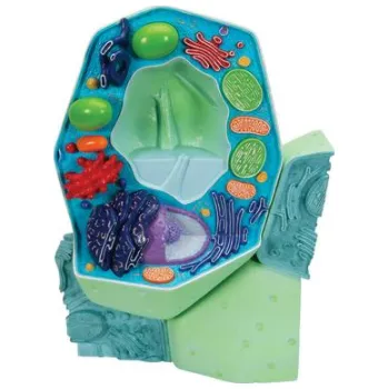 anatomický model Rostlinná buňka, model