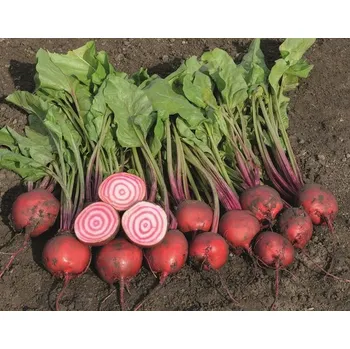 Semeno Řepa salátová Anello (červeno-bílá)