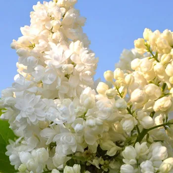 Sazenice ŠEŘÍK KEŘOVÝ ´JAN VAN TOL´