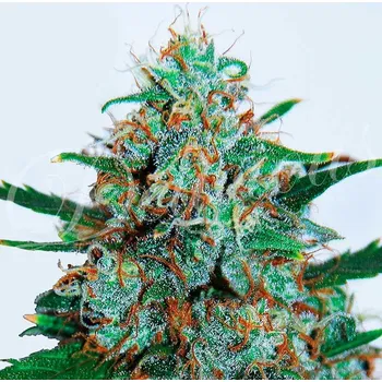 Semeno Delicious Critical Neville Haze Auto Balení: 1ks