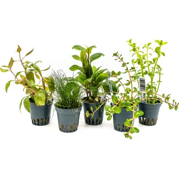 Akvaristika Kolekce 5 ks nenáročných akvarijních rostlin