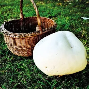 Zaparkorun - Sadba hub - Pýchavka obrovská (vatovec obrovský) - sadba hub