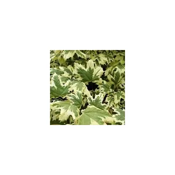 Sazenice Acer platanoides Drummondii 200/250 cm ,vřeteno, ok 6-8 cm