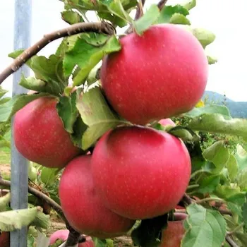 Sazenice Malus Fenix 125/150 cm, podnož M26