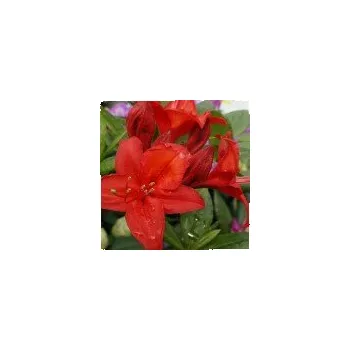 Sazenice Rhododendron Knap Hill Satan 60/80 cm