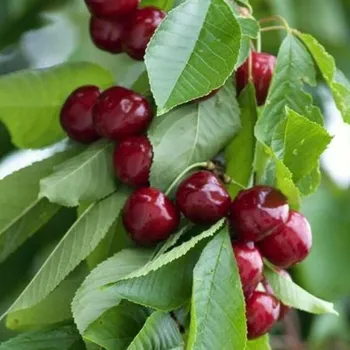 Sazenice Prunus avium Sylvia 100/150 cm, podnož Colt