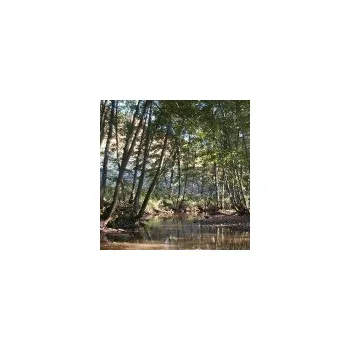 Sazenice Alnus glutinosa 200/250 cm, vřeteno