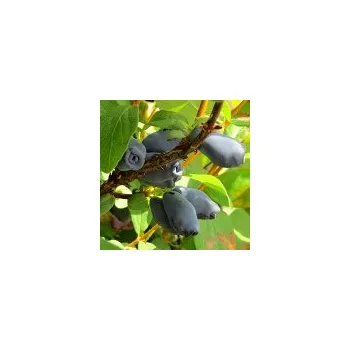 Sazenice Lonicera kamtschatica Wojtek 40/60cm