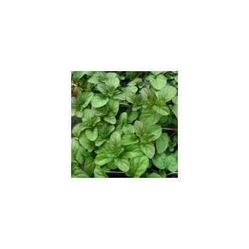 Sazenice Mentha piperita Citrata Orange