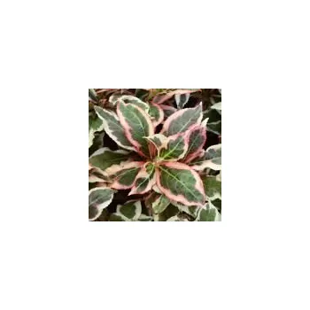 Sazenice Weigela florida Monet 20/30 cm