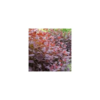 Sazenice Cotinus coggygria Royal Purple 60/80 cm