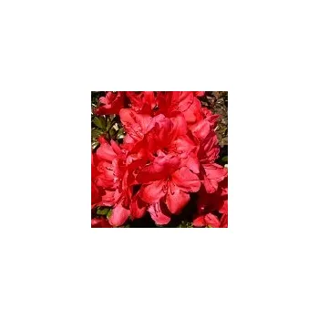 Sazenice Rhododendron obtusum Maruška 20/30 cm