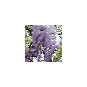 Sazenice Wisteria floribunda Issai (syn. Domino) 60/80 cm vyvazované