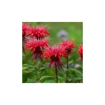 Sazenice Monarda hybride 'Gardenwiev Scarlet'