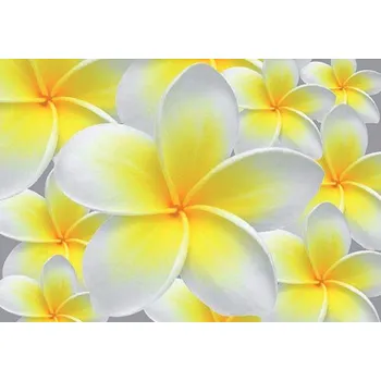 Fototapeta Vliesové fototapety žluté květy Plumeria IMPOL TRADE 033VE