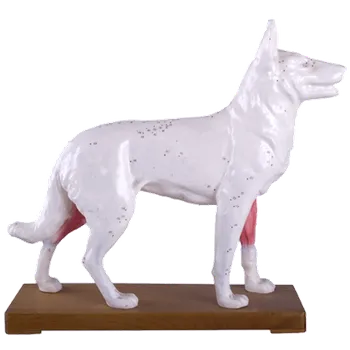 Akupunkturní model psa 30cm Huan Qiu