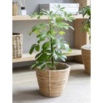 Květináč Ratanový obal na květináč Mayfield 20 cm