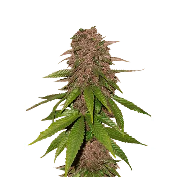 Semeno FastBuds C4 Auto Balení: 1ks