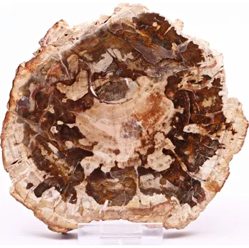 Drahý kámen Magieprirody.cz Zkamenělé dřevo plát 335 g - 12 cm + stojánek #B385 Madagaskar