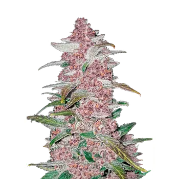 Semeno FastBuds Blackberry Auto Balení: 5ks