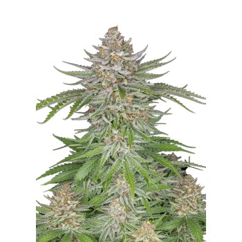 Semeno FastBuds Strawberry Pie Auto Balení: 1ks