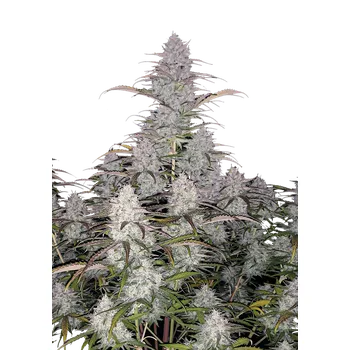 Semeno FastBuds Green Crack Auto Balení: 1ks