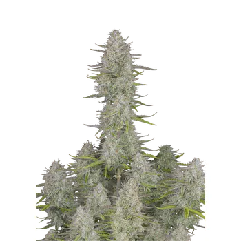 Semeno FastBuds Wedding Cheesecake Auto Balení: 1ks