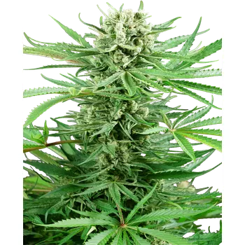 Semeno Sensi Seeds Papi Chulo OG Balení: 3ks