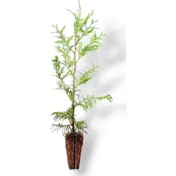 Plot Zerav západní (Thuja brabant) K -1,5l v-80-100cm