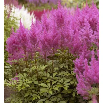 Sazenice Čechrava Arendsova ´GLORIA PURPUREA´, kont. 1 l