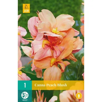 Cibulovina JUB Holland Kana Peach Blush 1 ks