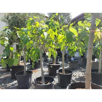 Sazenice FICUS CARICA - Fíkovník 70l (180 - 200cm) - 70lt