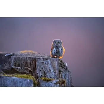 Plakát Plakát, Obraz - Eurasian pygmy owl in beautiful sunset, Krzysztof Baranowski
