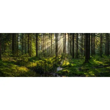 Plakát Plakát, Obraz - Sunlight streaming through forest canopy illuminated, fotoVoyager