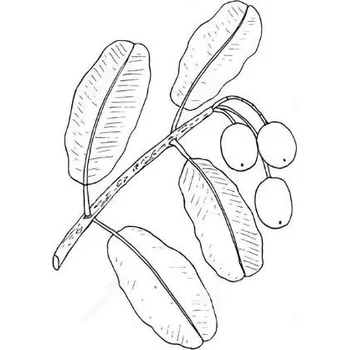 Pleťový olej Tamanový olej 100% Alteya Organics 50 ml