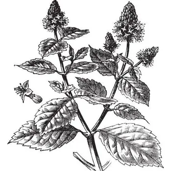 Vonný olej Pačuli olej 100% Alteya Organics 10 ml