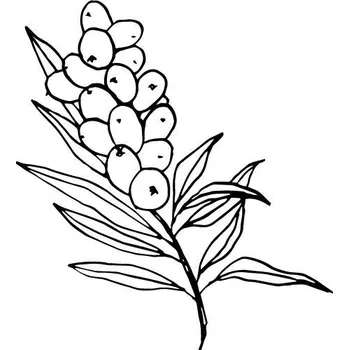 Pleťový olej Rakytníkový olej 100% Alteya Organics 50 ml