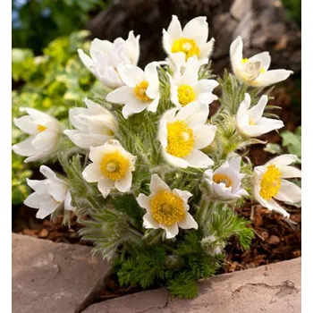 Sazenice Koniklec obecný ´ALBA´ kont. 1 l