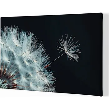 Obraz Obraz na plátně - Pampeliška letí dál FeelHappy.cz Velikost obrazu (šířka x výška): 40 x 30 cm