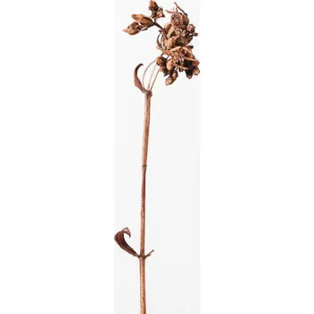 Plakát Plakát, Obraz - Dried brown plant 2, Studio Collection